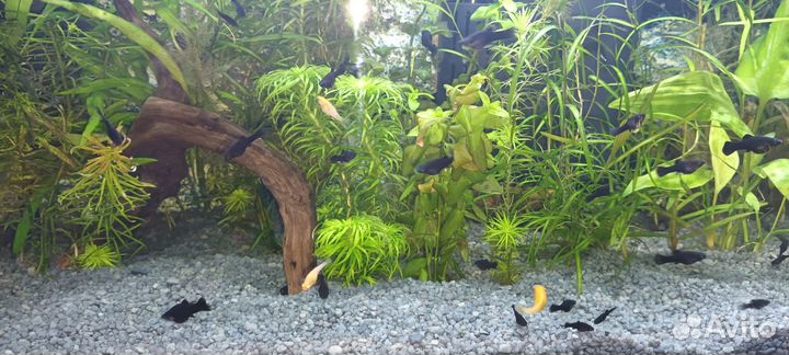 Аквариумные рыбки