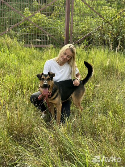 Потрясающий пёс из приюта ищет дом