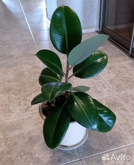 Фикус каучуконосный. Молодой и красивый