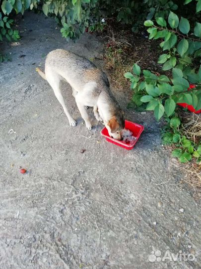 Собака некрупная