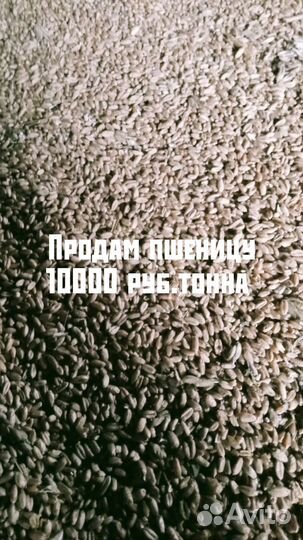 Зерно пшеница