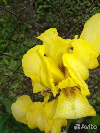 Хоста. энотера, вербеник