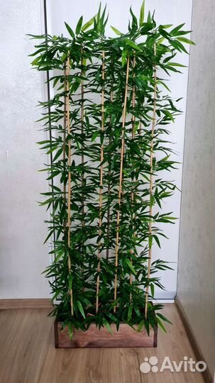 Изгородь бамбук, перегородка, стена из зелени