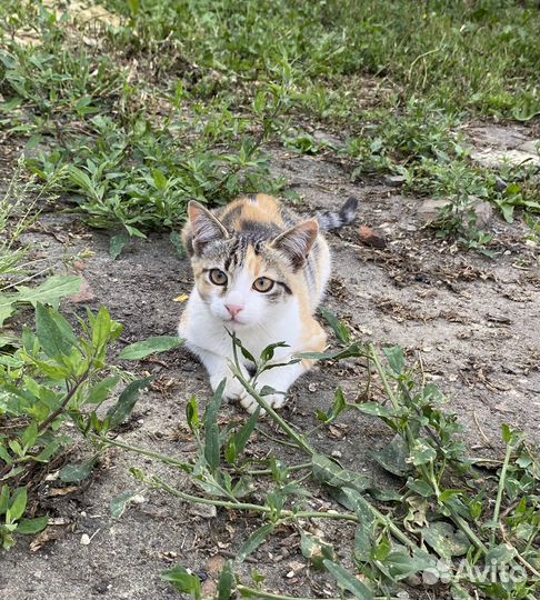 Отдам трехшерстного котенка