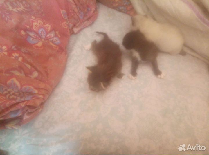 Котята отдам в добрые руки бесплатно