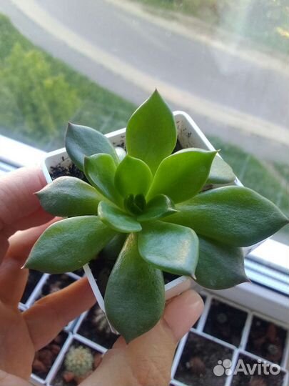 Суккуленты эхеверия Черный принц