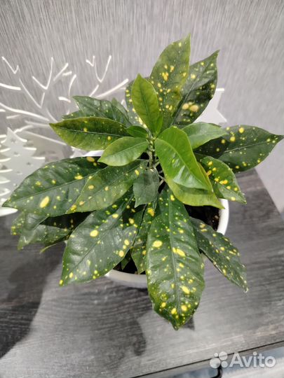 Кодиеум аукубовидный