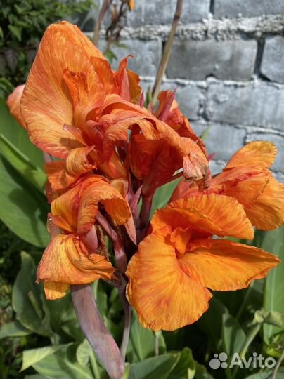 Цветы канны