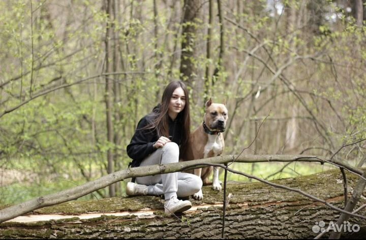 Передержка собак