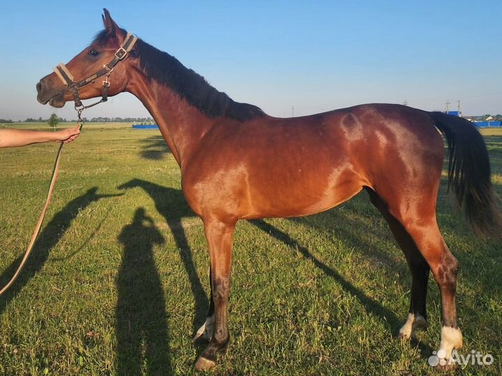 Жеребец импорт