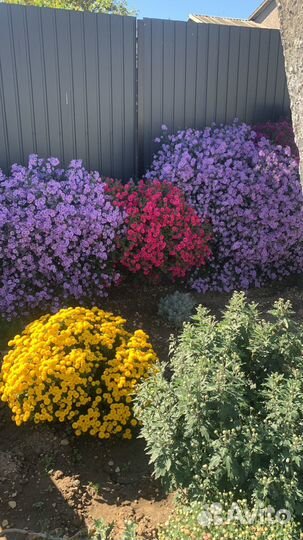 Цветы,рассада,комнатные цветы и