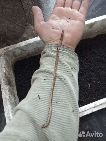 Черви для рыбалки