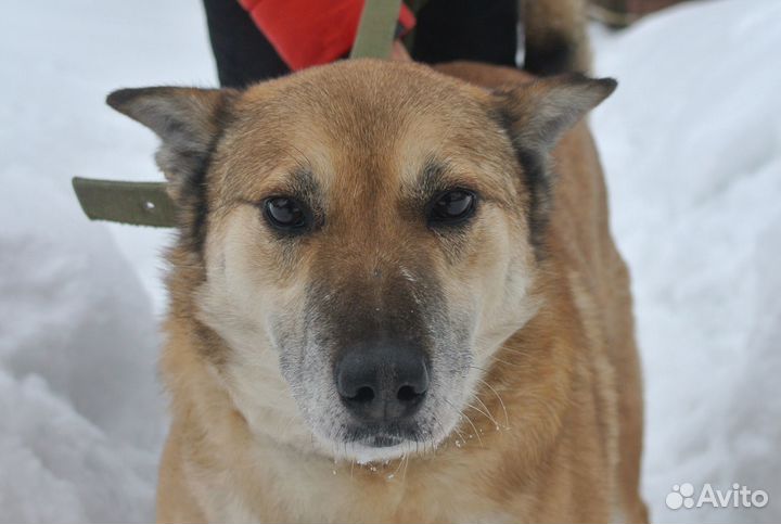 Пёс - красавец в добрые руки