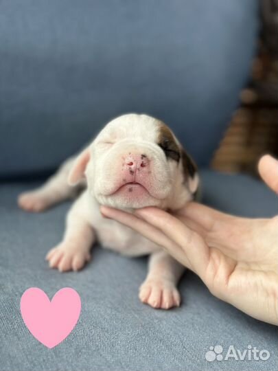 Щенки амстаффа