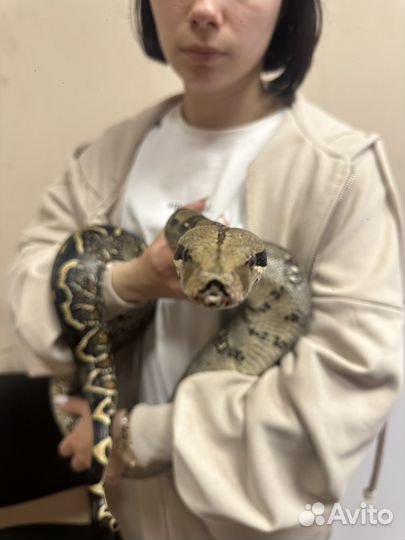 Императорский удав