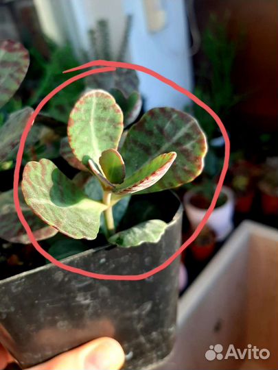 Каланхоэ декоративное разные виды