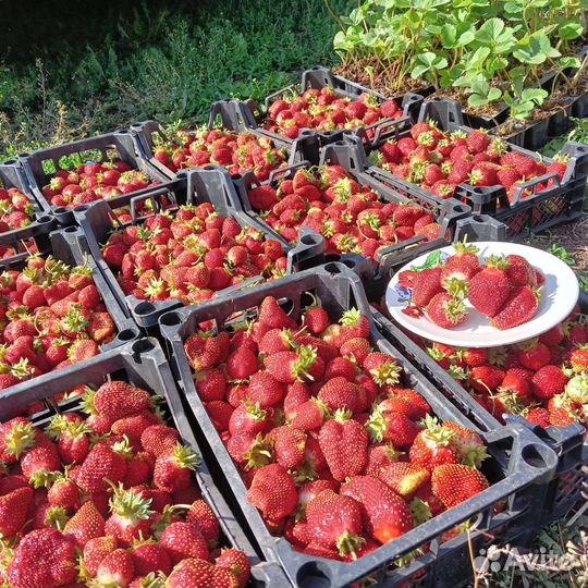 Клубника ремонтантная