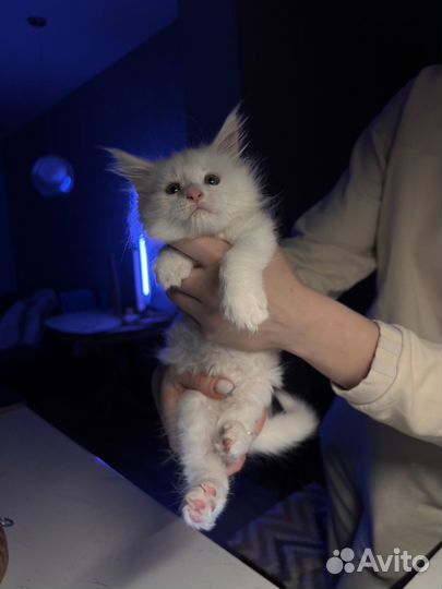 Котята мейн-кун