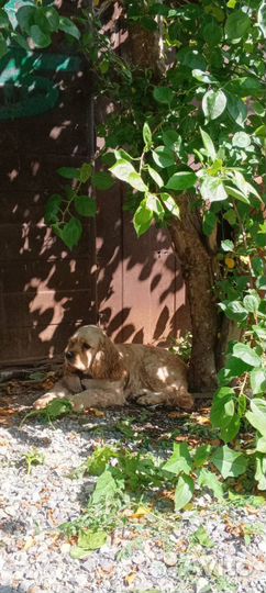 Продам собаку, кокер спаниель