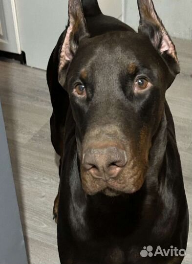 Доберман для вязки