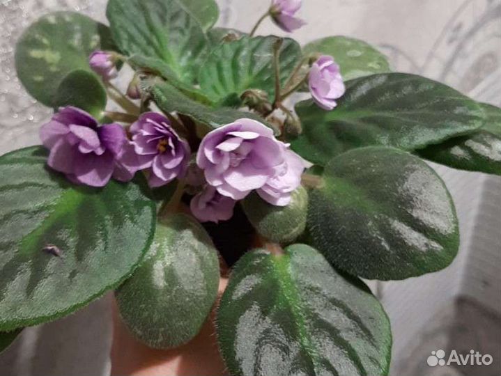 Фиалка ретро