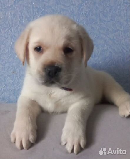Щенки Лабрадора ретривера