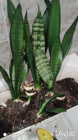 Сансевиерия