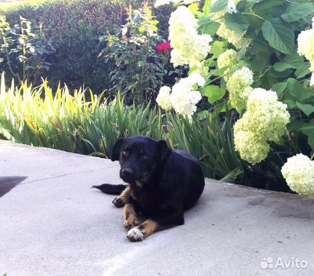 Ищет дом собачка небольшого размера Ксюша