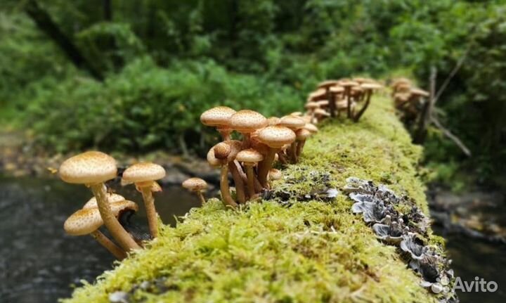 Дары/П Гриб Pholiota aurivella 