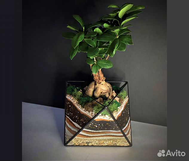 Флорариум. Дерево бонсай в октаэдре
