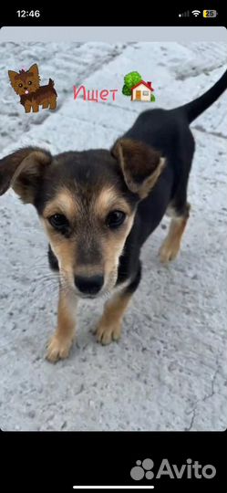 Собака в добрые руки