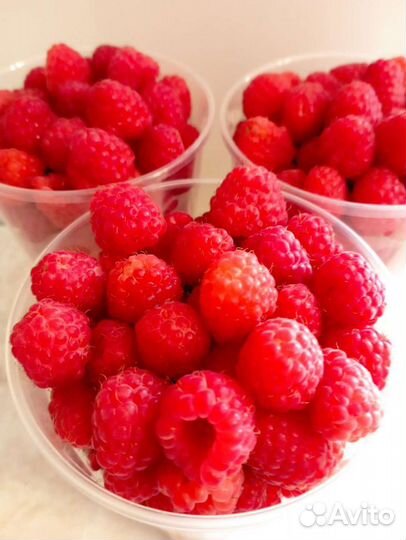 Саженцы малины