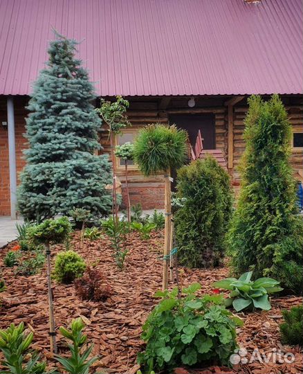 Мульча кора лиственницы