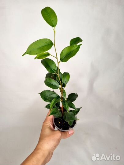 Комнатные домашние растения