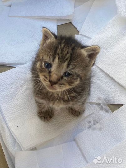 Котята ищут приют