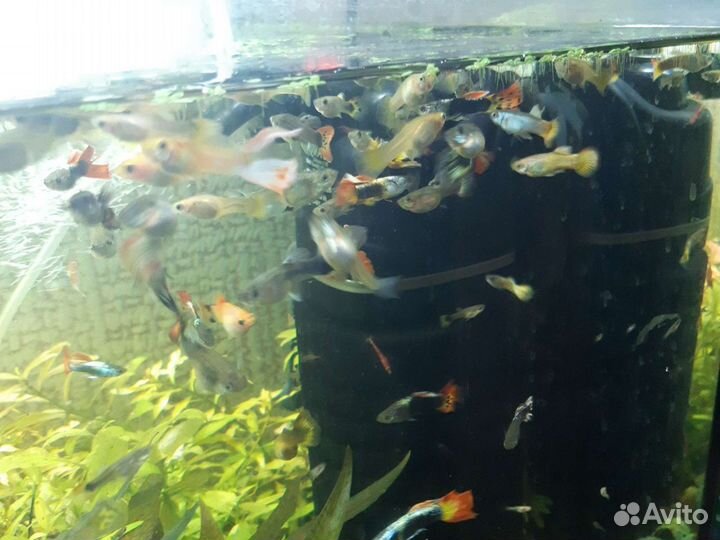 Гуппи микс и моллинезии