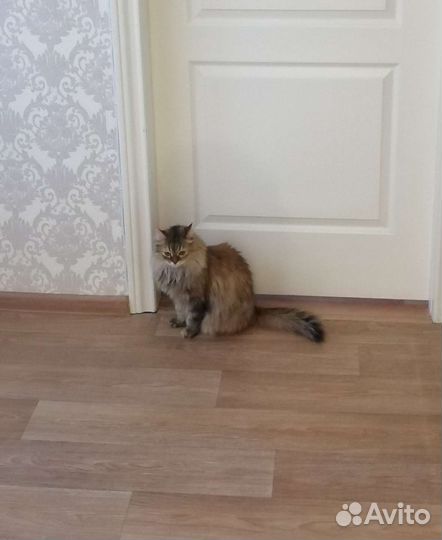 Кошка бесплатно