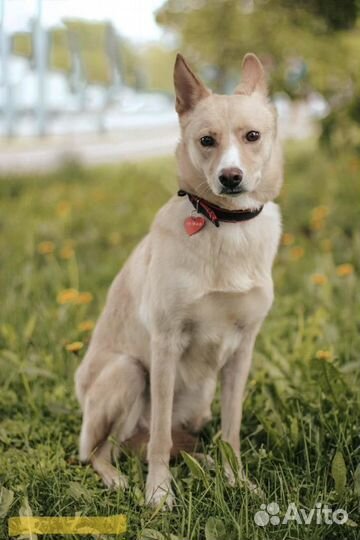 Ласковая и красивая собака в поисках дома