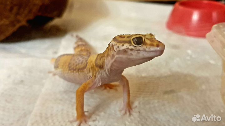 Геккон эублефар