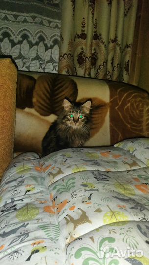 Мейн-кун в добрые руки бесплатно