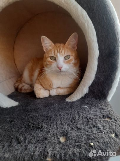 Нежный, красивый котик в добрые руки