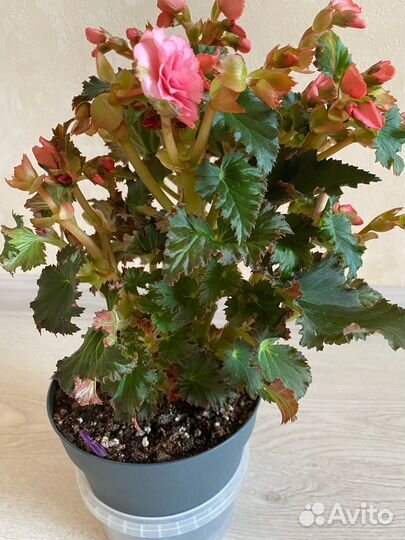 Комнатные цветы бегония