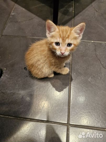 Котятки в добрые руки