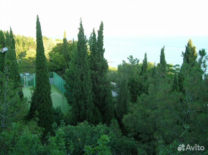 Хвойное растение кипарис пирамидальный