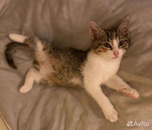 Кошки в добрые руки бесплатно