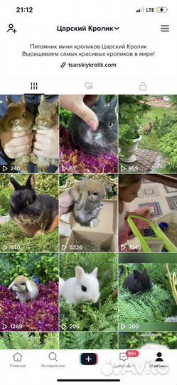 Кролик цветной карлик