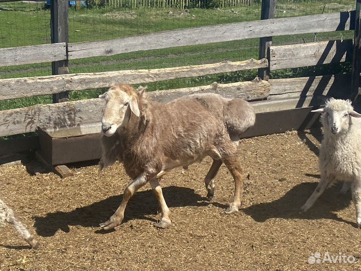Гесарский баран на племя