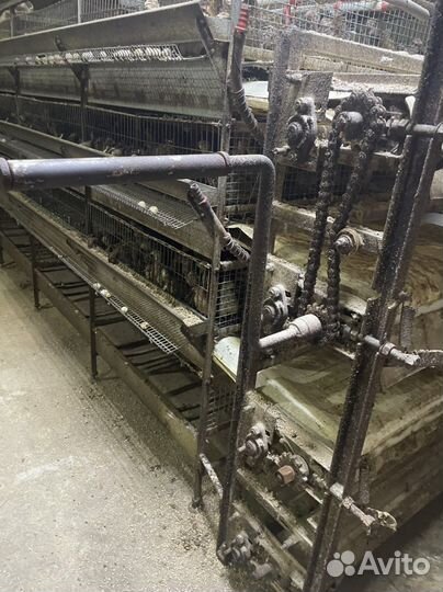 Клетка для перепелов