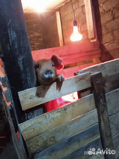 Мясо свинина с лпх