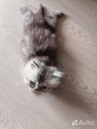 Персидская